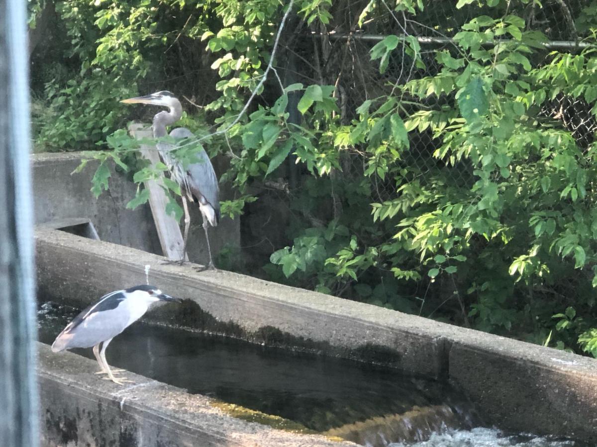 Herring Run Борн Екстер'єр фото